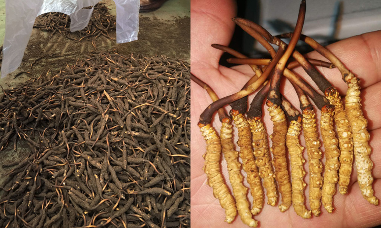 正宗新鮮蟲草圖片