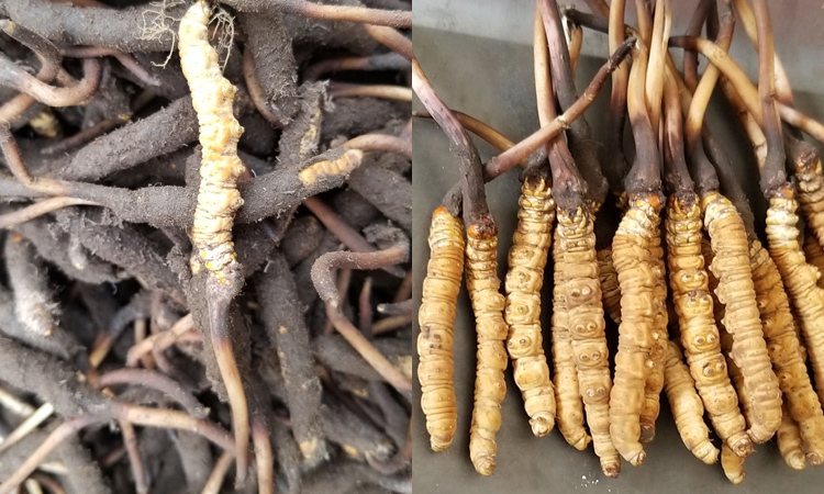 新鮮冬蟲夏草圖片