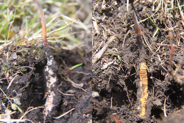 優質新鮮蟲草圖片 優質新鮮蟲草圖片