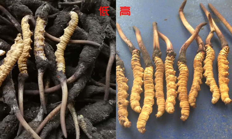 不同海拔新鮮蟲草長什么樣子 不同海拔新鮮蟲草長什么樣子