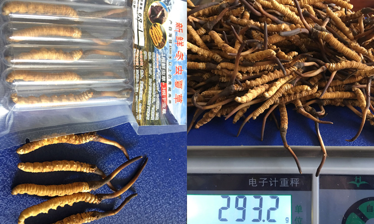 0.9-0.1克一根果洛新鮮蟲草圖片