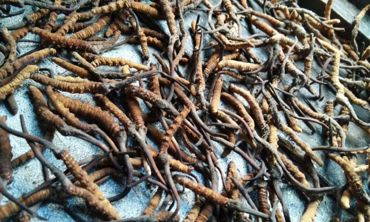 四川阿壩蟲草圖片