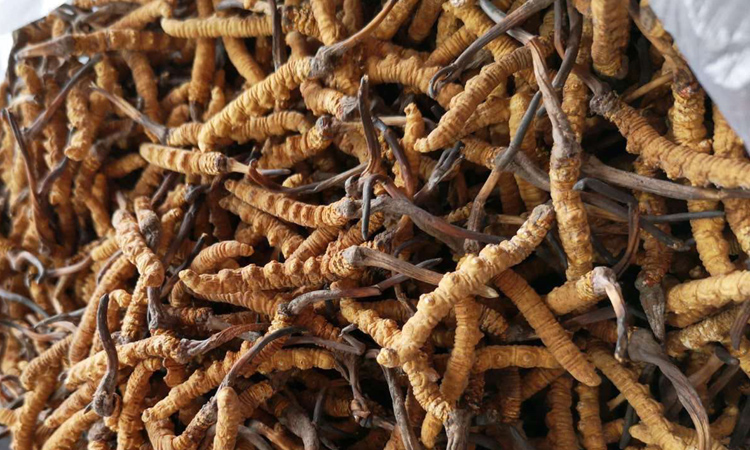 那曲冬蟲夏草圖片