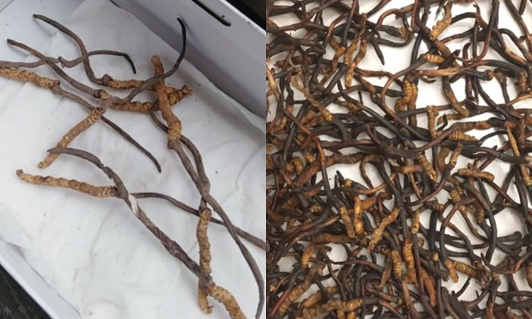 低海拔蟲草的尾巴很長