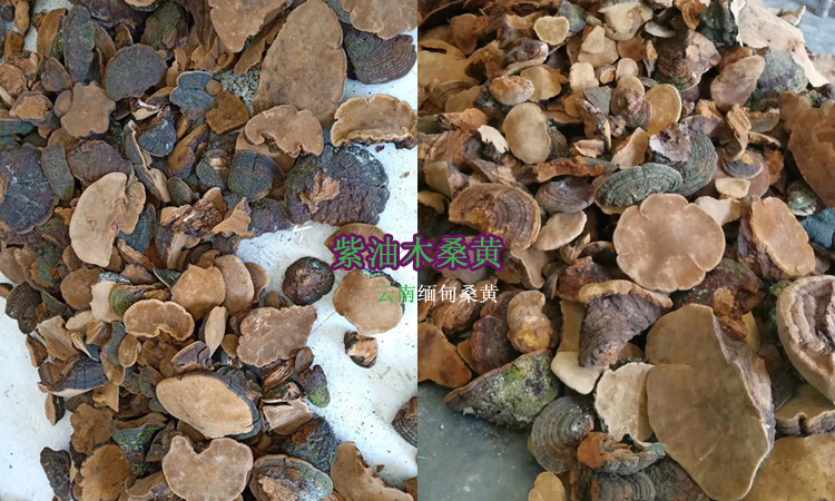 云南緬甸紫油桑黃圖片