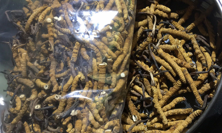 冬蟲夏草斷草圖片 冬蟲夏草斷草圖片