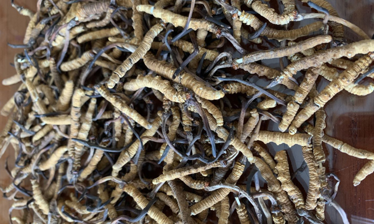 串著竹簽的冬蟲夏草斷草圖片 串著竹簽的冬蟲夏草斷草圖片