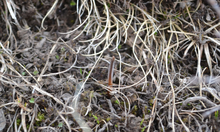 冬蟲(chóng)夏草葉子圖片