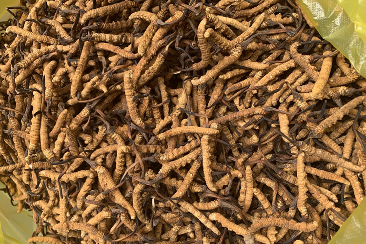 治多縣立新鄉(xiāng)冬蟲(chóng)夏草圖片