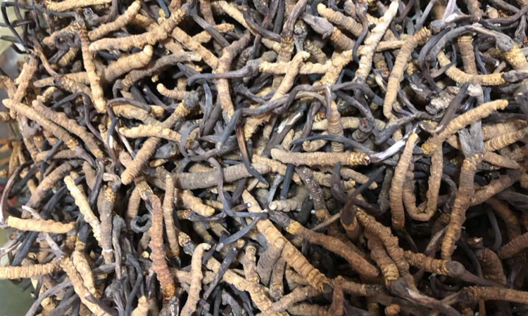 蟲草顏色發(fā)黑的圖片