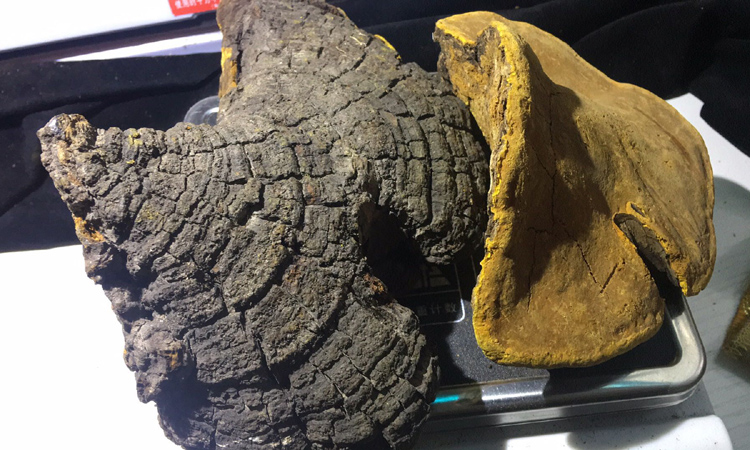 野生桑樹桑黃圖片