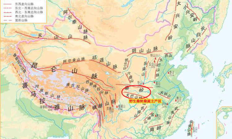 野生桑樹桑黃主產地 野生桑樹桑黃主產地