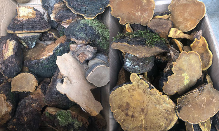 神農架野生桑黃圖片 神農架野生桑黃圖片