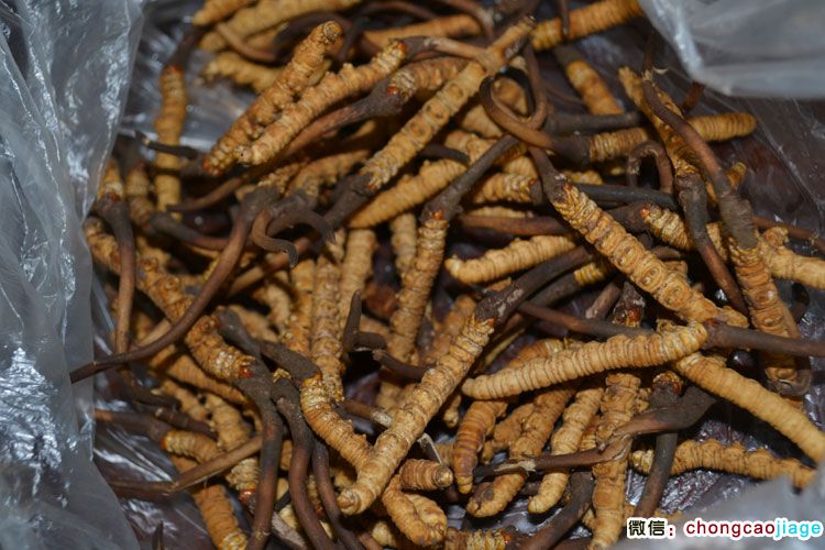 剛刷掉泥土的新鮮冬蟲夏草圖片 剛刷掉泥土的新鮮冬蟲夏草圖片