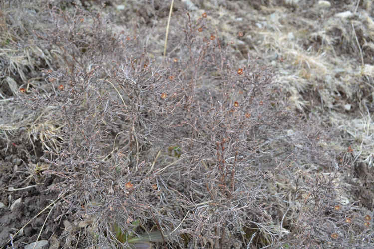生長冬蟲夏草的高山灌木叢