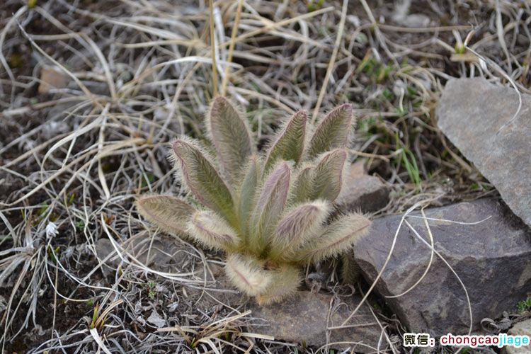 冬蟲夏草生長地附近的高山植物