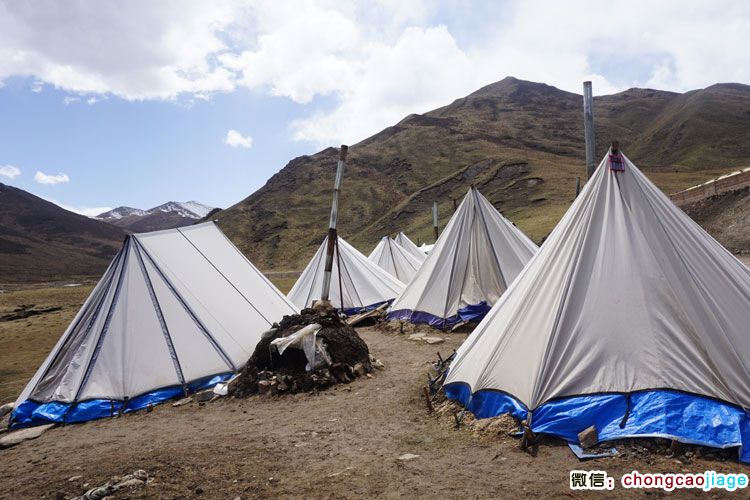 日光下的蟲草采集臨時(shí)帳篷