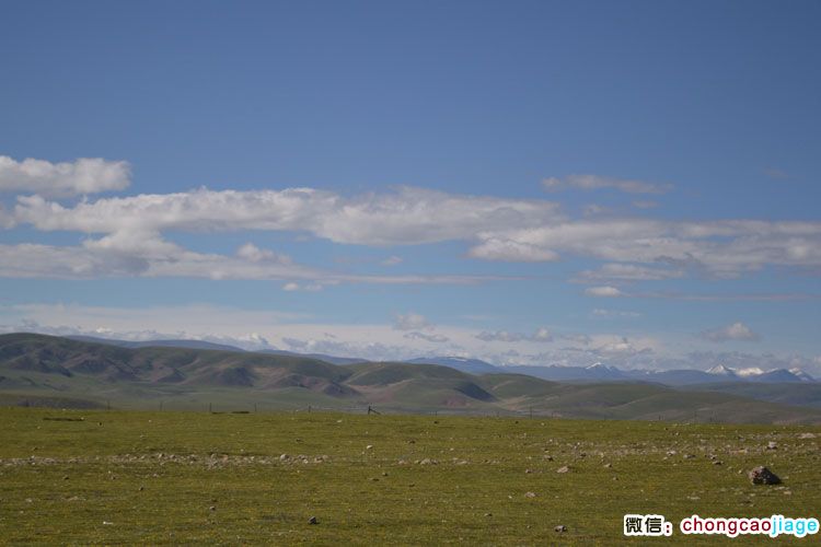 那曲縣的草原和雪山圖片