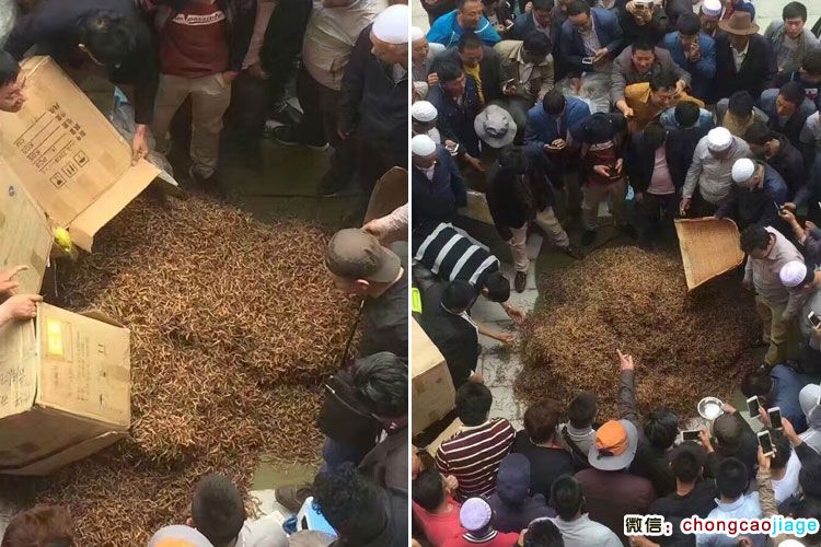 冬蟲夏草大宗交易現場圖片