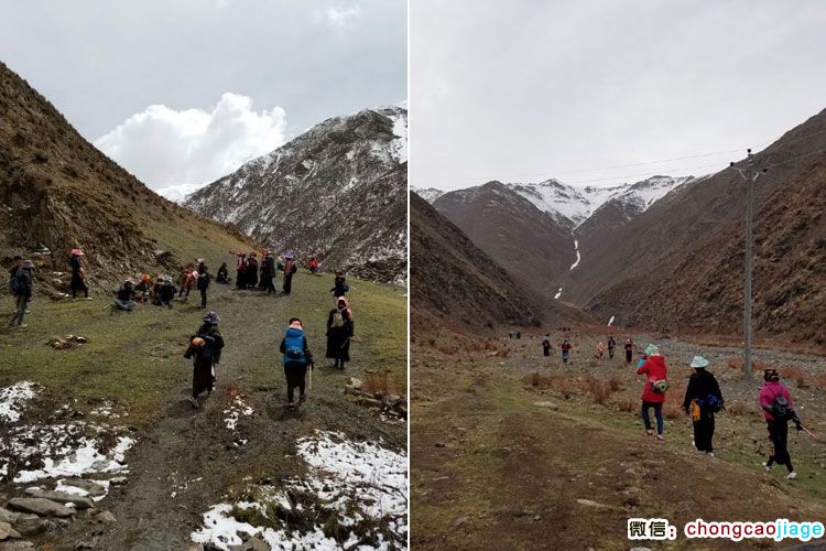 藏民結隊上山挖蟲草 藏民結隊上山挖蟲草