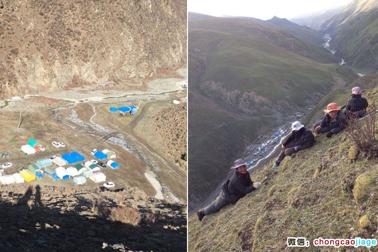 在山腰拍攝的挖蟲草照片 在山腰拍攝的挖蟲草照片