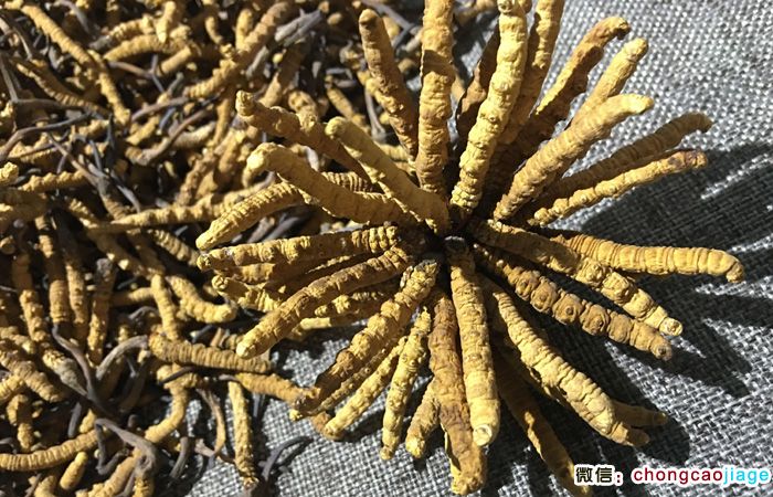 西藏那曲蟲草圖片