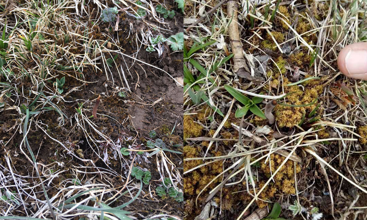 冬蟲夏草的葉子圖片