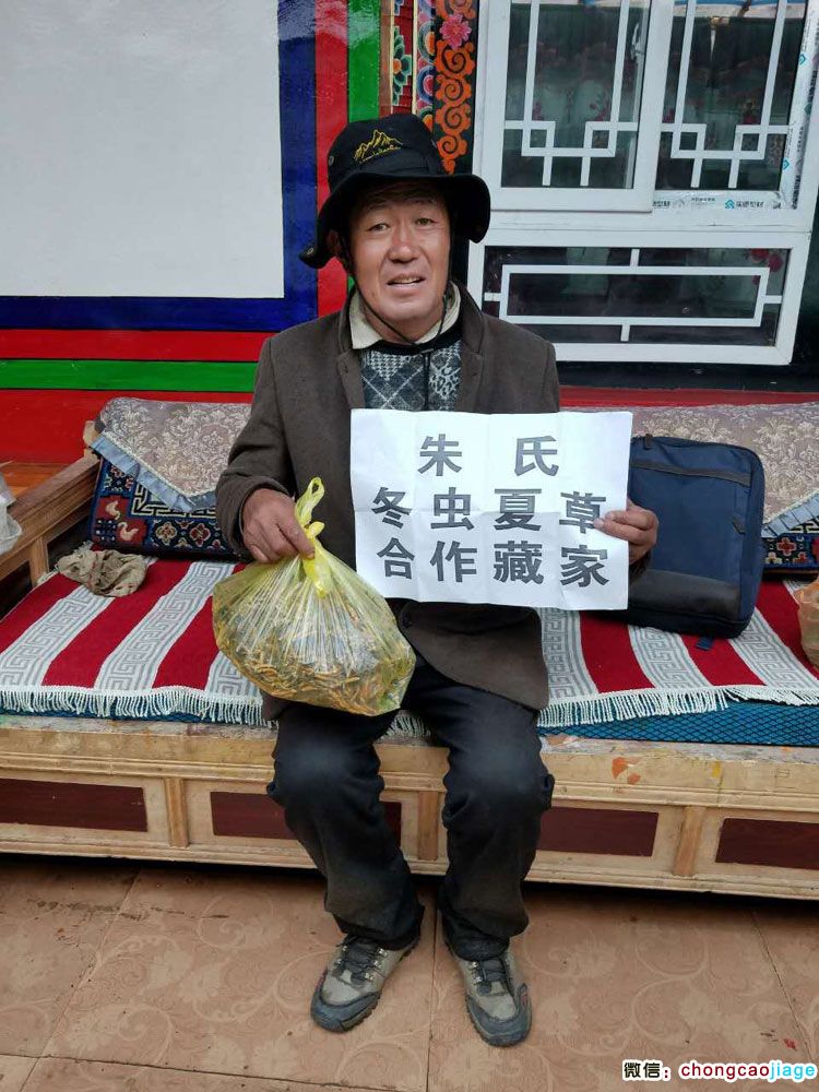 那曲藏家蟲草圖片1