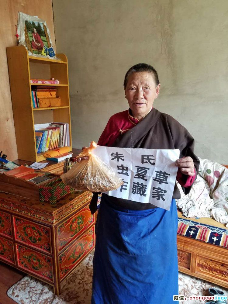 那曲藏家蟲草圖片2