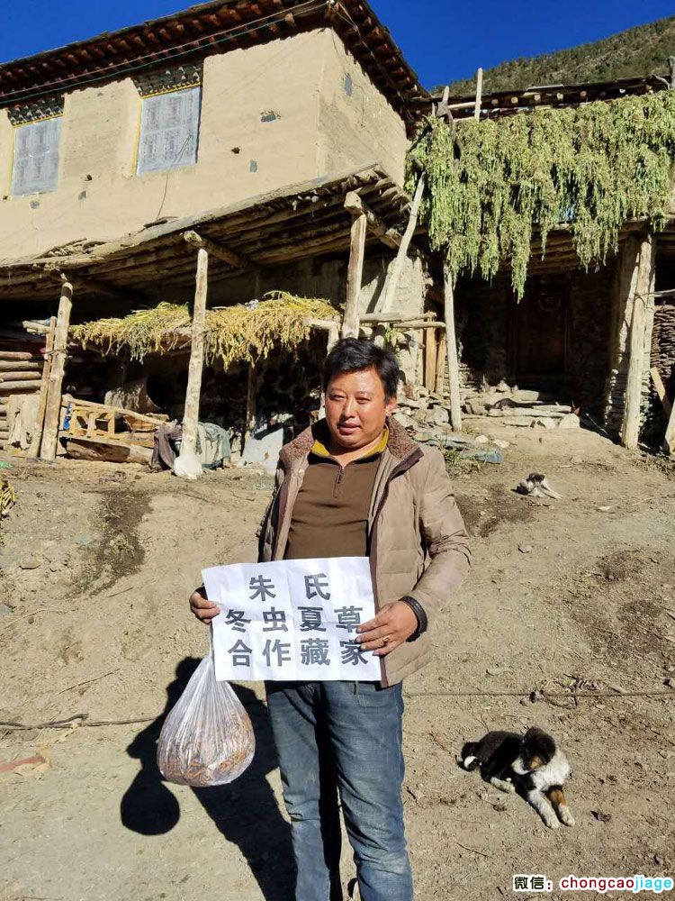 那曲藏家蟲草圖片3