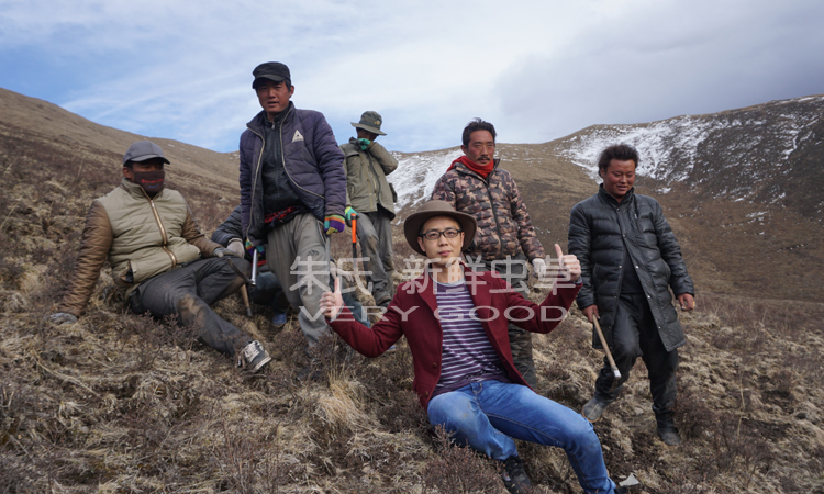 冬蟲夏草生長地環(huán)境圖片