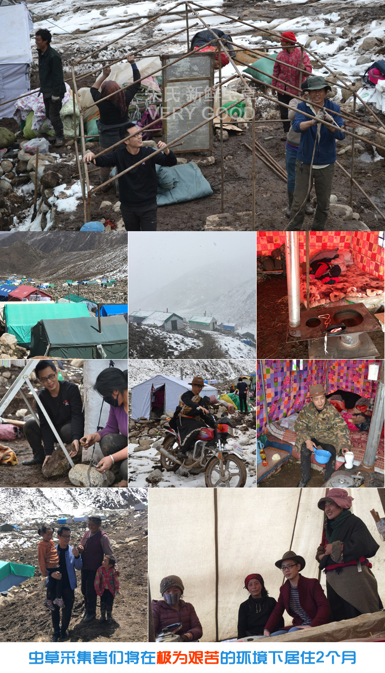 采挖冬蟲夏草營地圖片