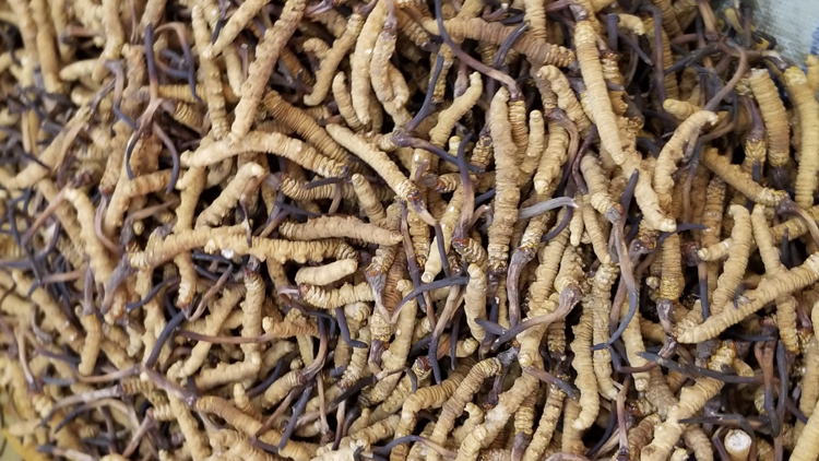 青海果洛雪山鄉蟲草圖片