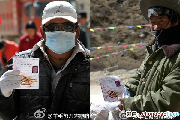 冬蟲夏草采挖證 冬蟲夏草采挖證