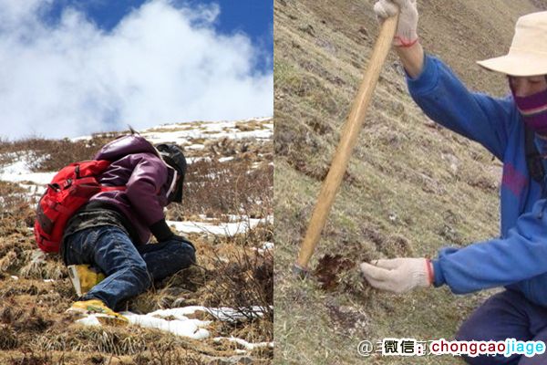 冬蟲夏草采挖圖片 冬蟲夏草采挖圖片