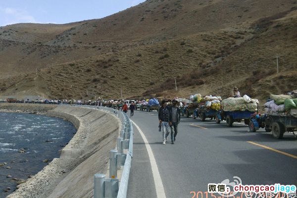 采挖蟲草的藏族隊伍 采挖蟲草的藏族隊伍