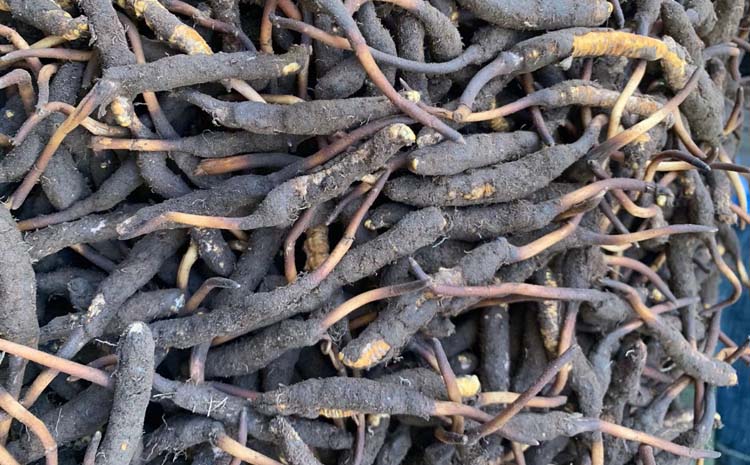 新鮮冬蟲夏草圖片 新鮮冬蟲夏草圖片