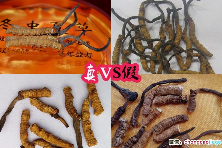 真假冬蟲夏草對比圖片