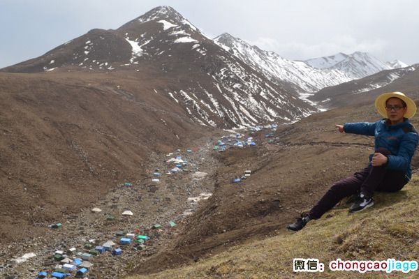 冬蟲夏草采挖大軍宿營地遠觀圖片