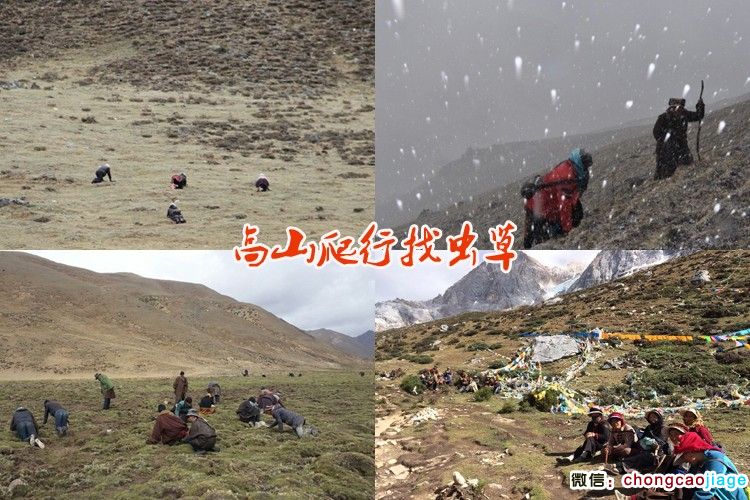 冬蟲夏草采挖大軍尋找蟲草圖片 冬蟲夏草采挖大軍尋找蟲草圖片