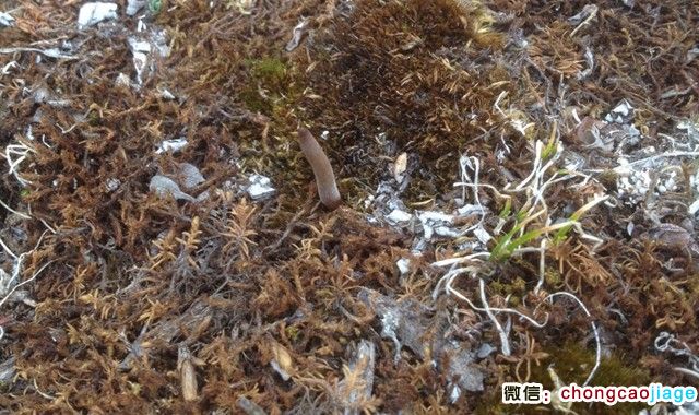 冬蟲夏草的葉子的圖片 冬蟲夏草的葉子的圖片