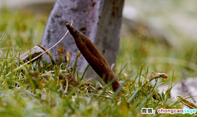 冬蟲夏草夏天葉子圖片 冬蟲夏草夏天葉子圖片