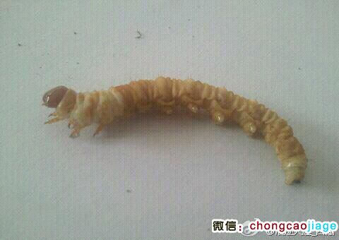 冬蟲夏草冬蟲的圖片