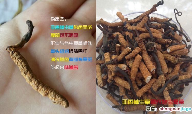 亞香棒蟲草特征圖片