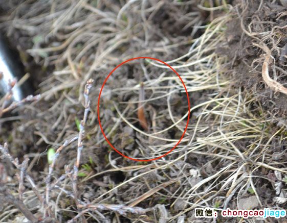 冬蟲夏草夏天的樣子