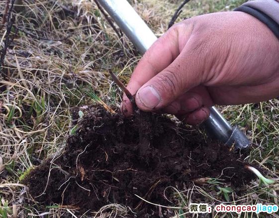 新鮮出土的冬蟲夏草