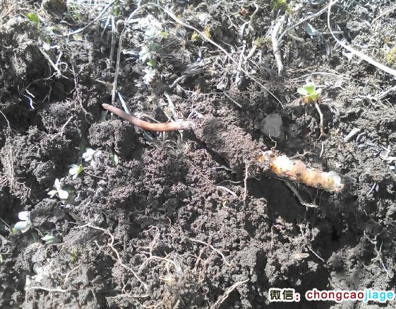 夏天新鮮冬蟲夏草圖片