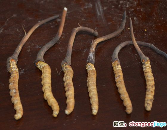 新鮮冬蟲夏草的樣子