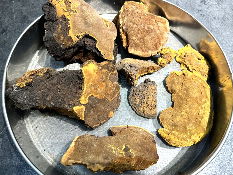 桑黃切塊來源圖片