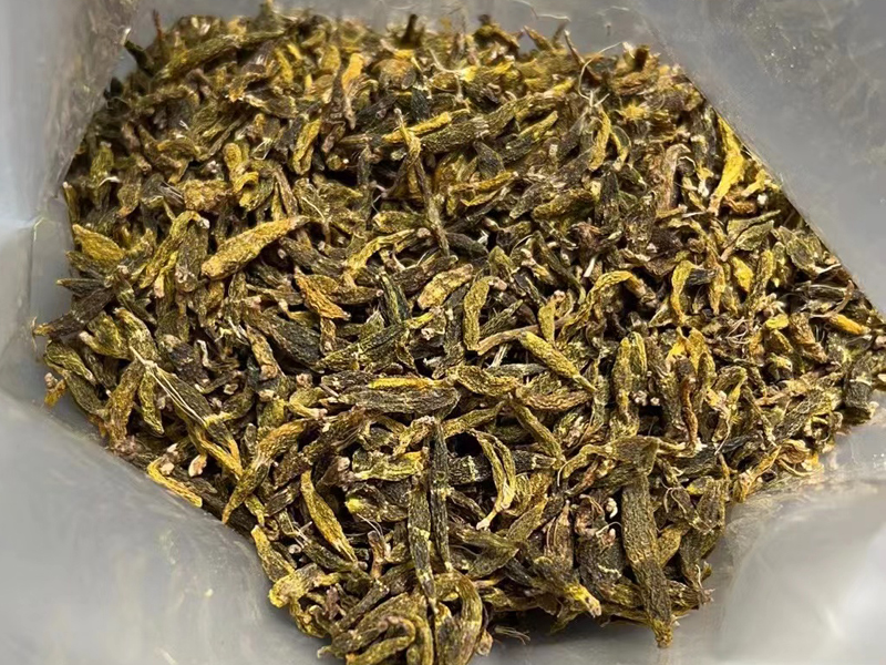 野生紅珠蟲石斛圖片